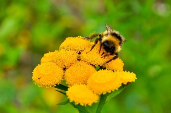 Image for event: The Buzz about Bees and Pollinators