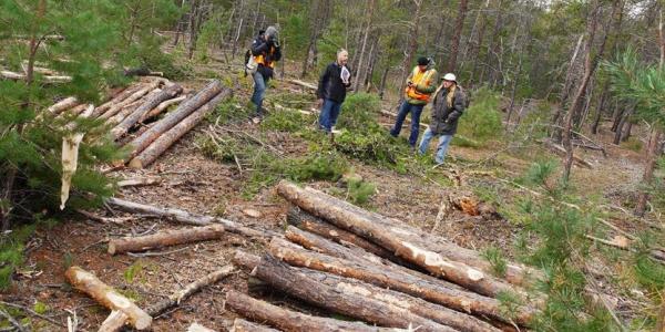 Image for event: Sustainability:  Modern Forestry