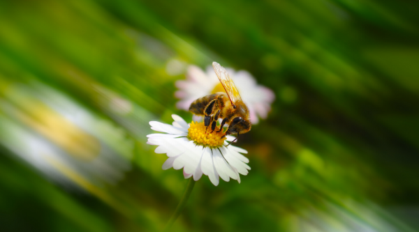 Image for event: Pollinator Friendly Gardening